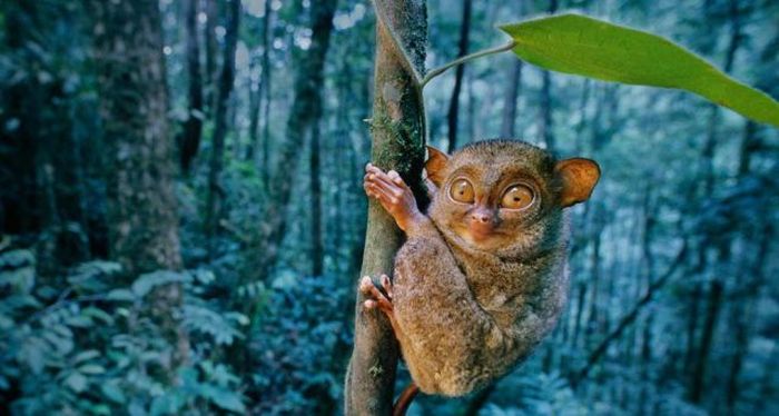 philippine tarsier