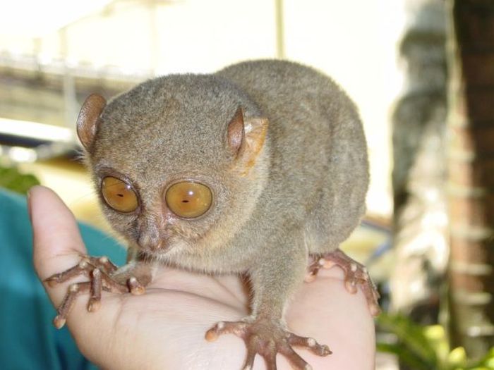 philippine tarsier