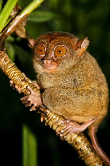 philippine tarsier