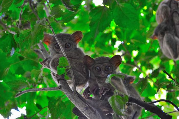 philippine tarsier