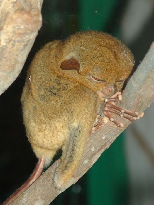 philippine tarsier