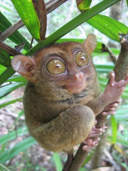 philippine tarsier