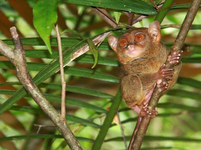 philippine tarsier