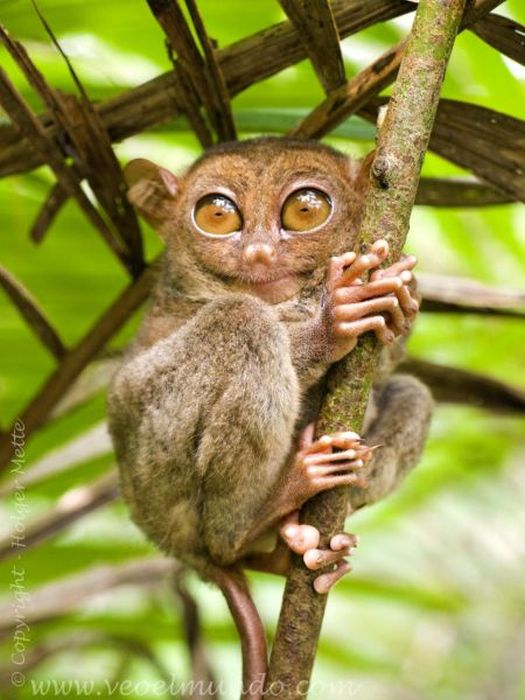 philippine tarsier