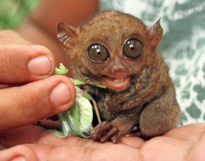 philippine tarsier