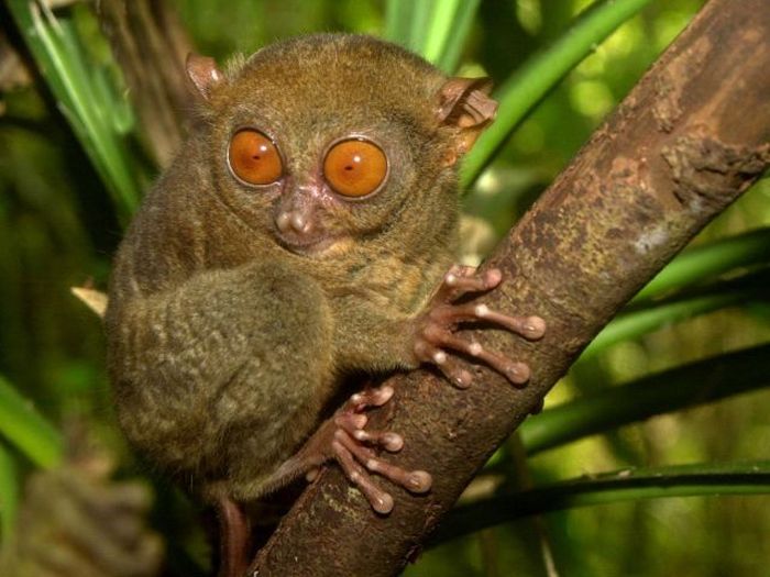 philippine tarsier