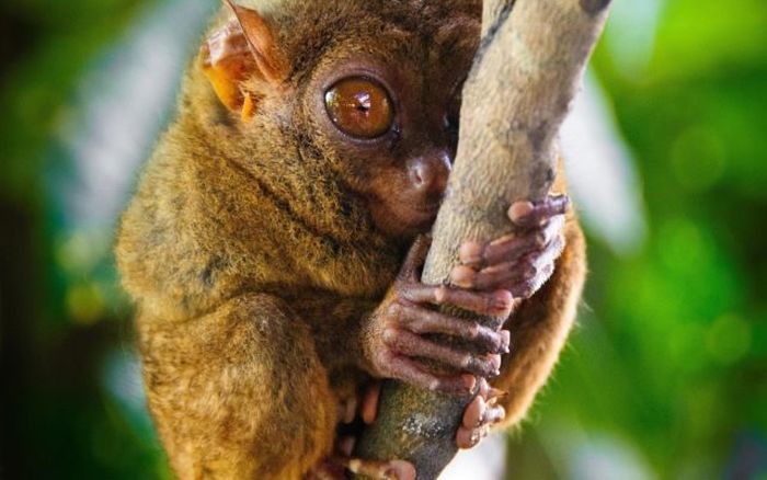 philippine tarsier