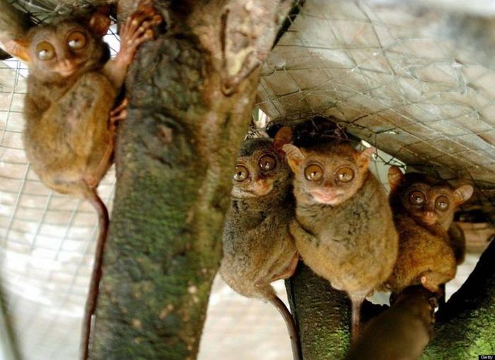 philippine tarsier