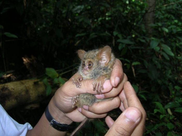 philippine tarsier