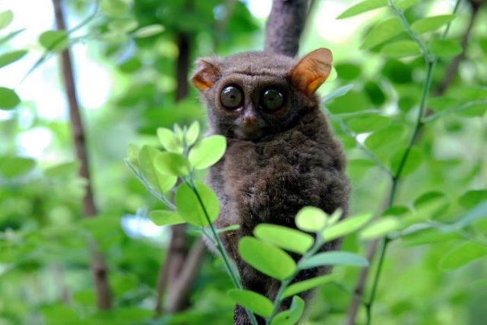 philippine tarsier