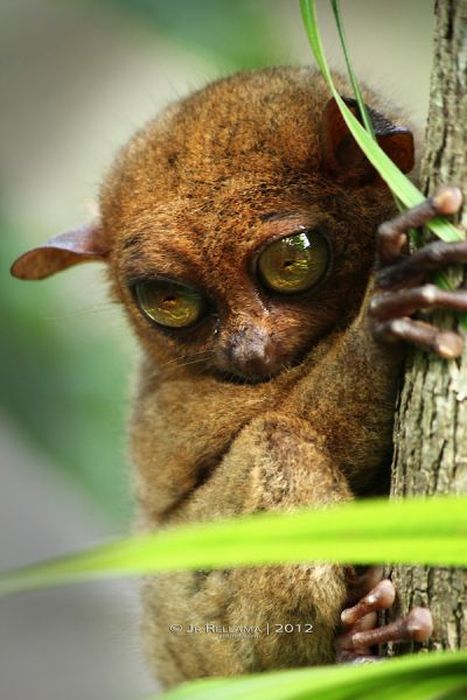 philippine tarsier