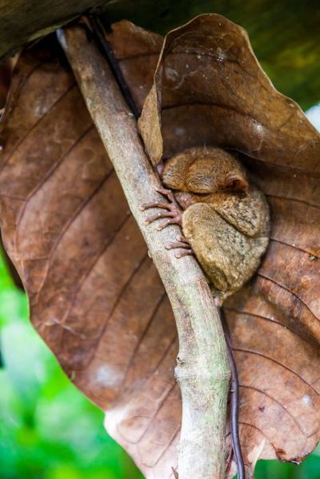 philippine tarsier