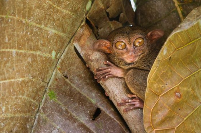 philippine tarsier