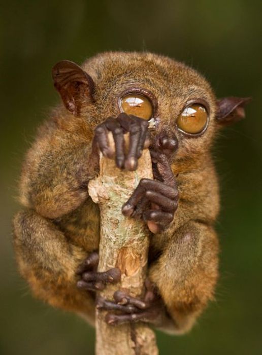 philippine tarsier