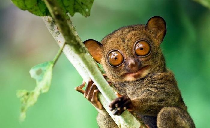 philippine tarsier