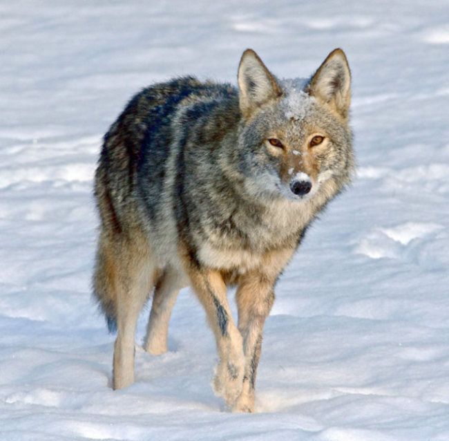 wild coyote with a toy