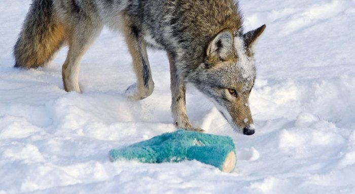 wild coyote with a toy