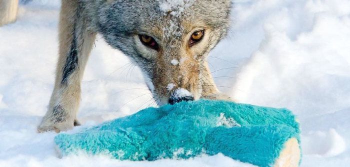 wild coyote with a toy