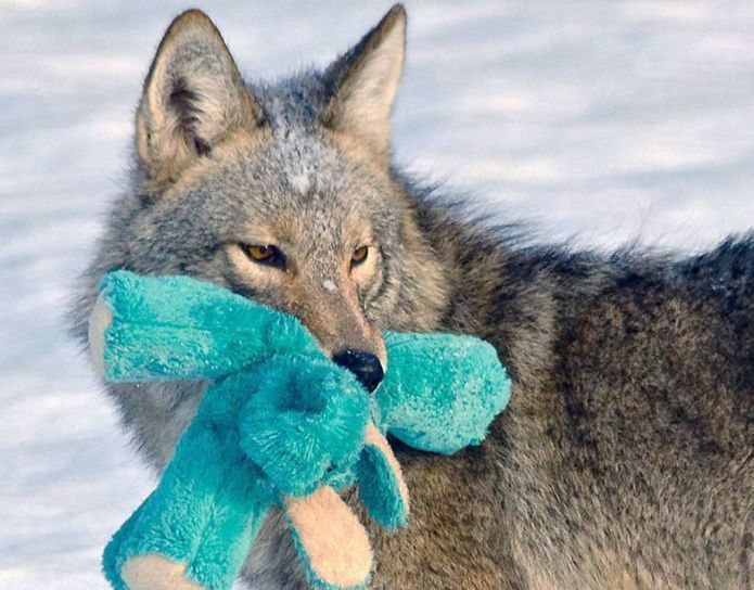 wild coyote with a toy