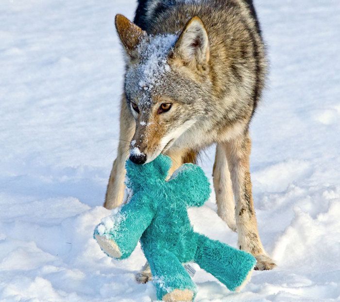 wild coyote with a toy