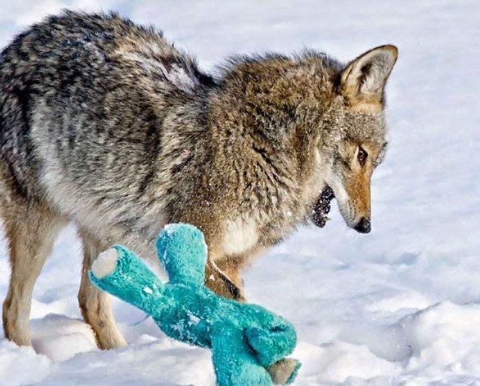 wild coyote with a toy