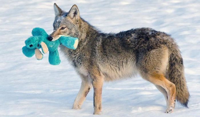 wild coyote with a toy