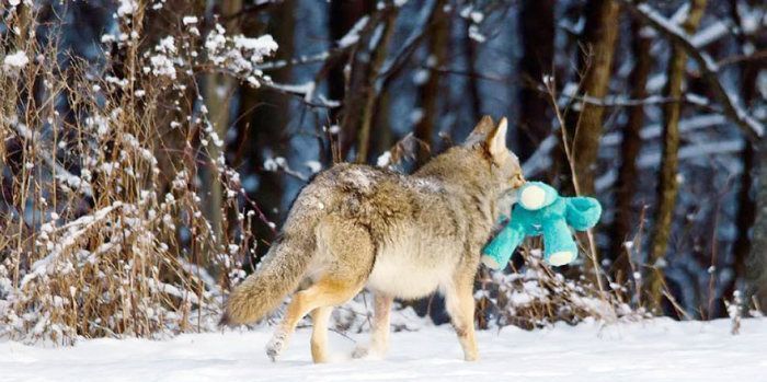 wild coyote with a toy