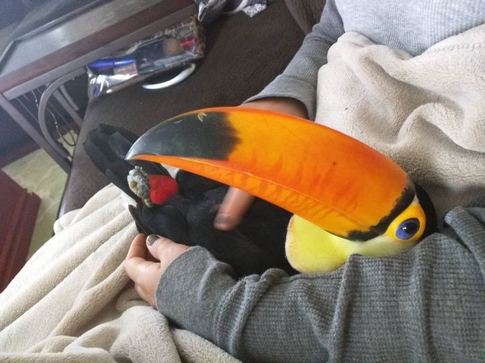 baby toucan