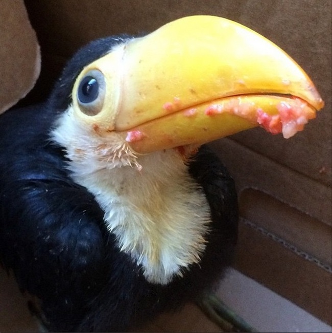 baby toucan