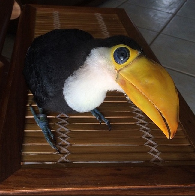 baby toucan