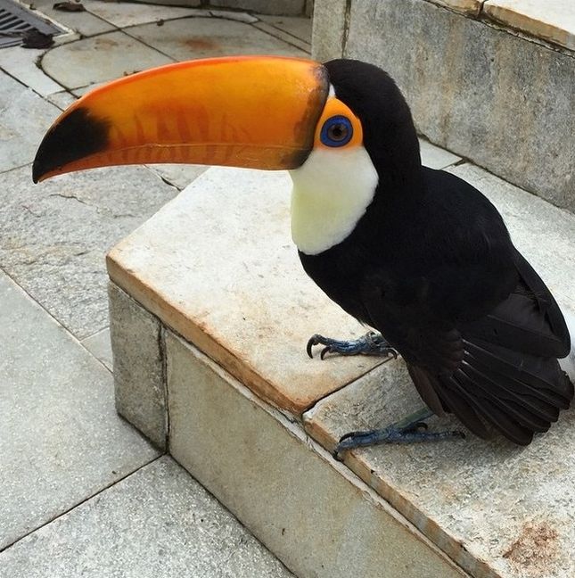 baby toucan