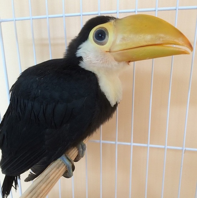 baby toucan