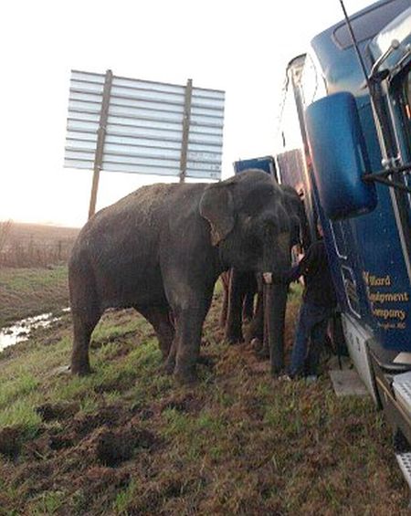 elephants saving a truck from the mud