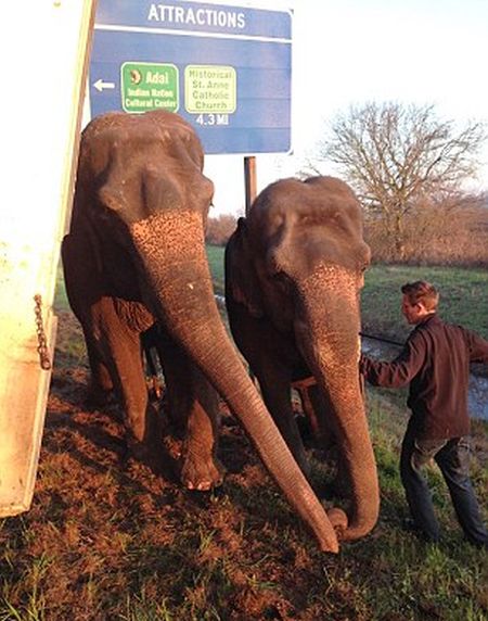 elephants saving a truck from the mud