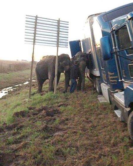 elephants saving a truck from the mud