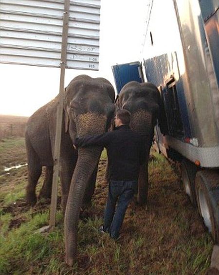 elephants saving a truck from the mud