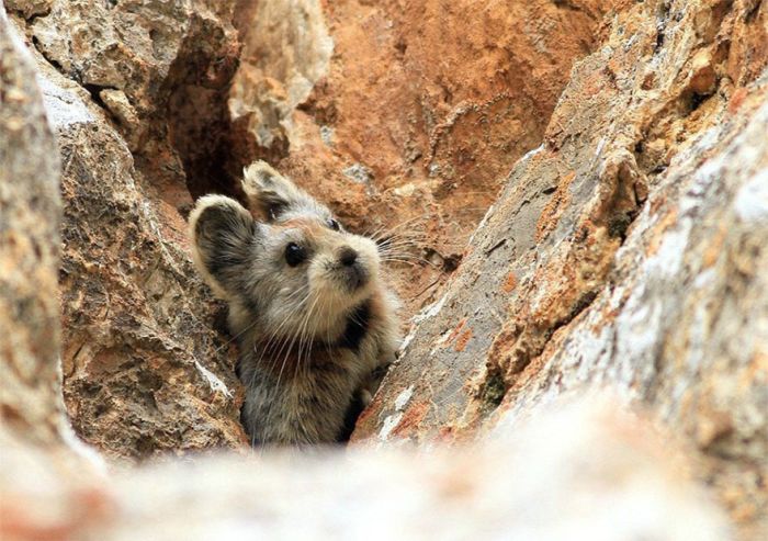 Ili pika rabbit