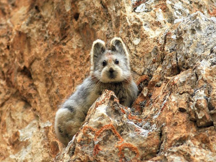 Ili pika rabbit