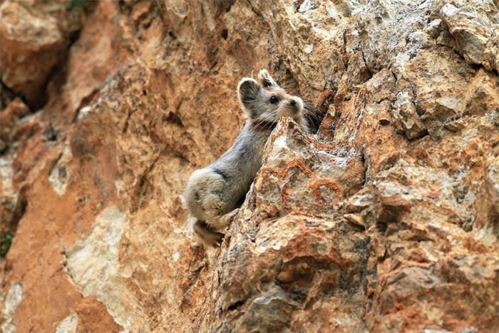 Ili pika rabbit