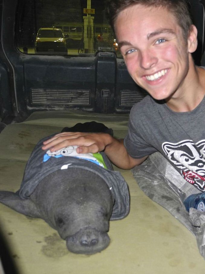 manatee sea cow rescue