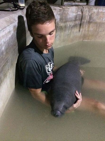 manatee sea cow rescue