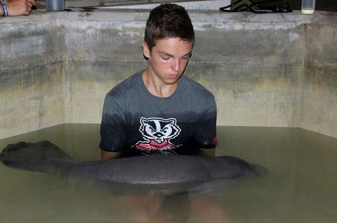 manatee sea cow rescue