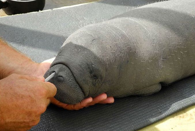 manatee sea cow rescue