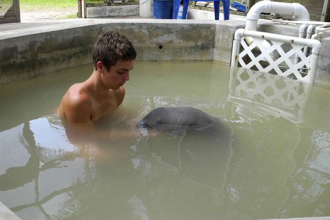 manatee sea cow rescue