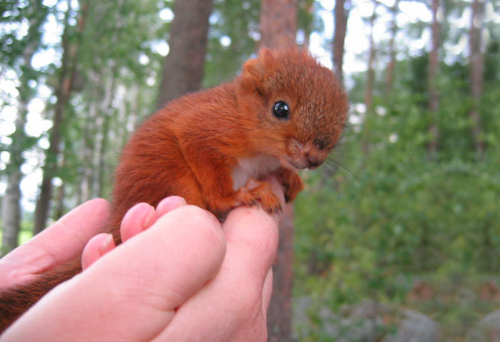 arttu, squirrel pet