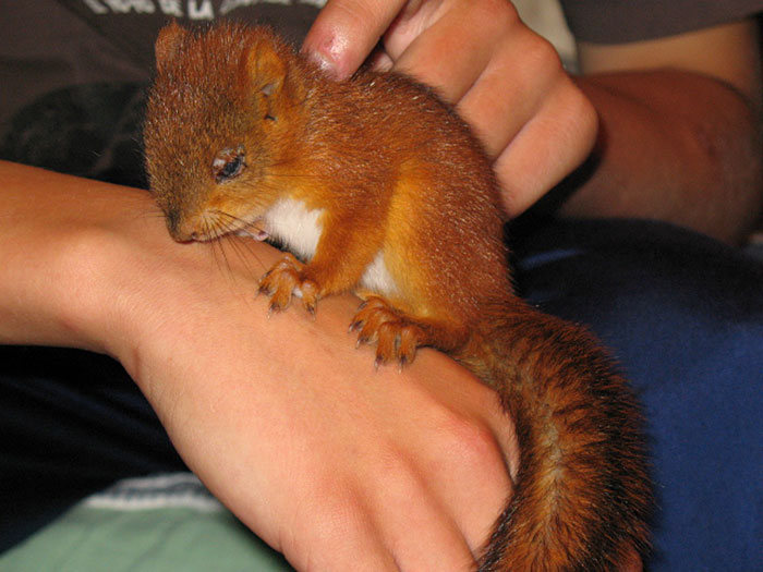 arttu, squirrel pet