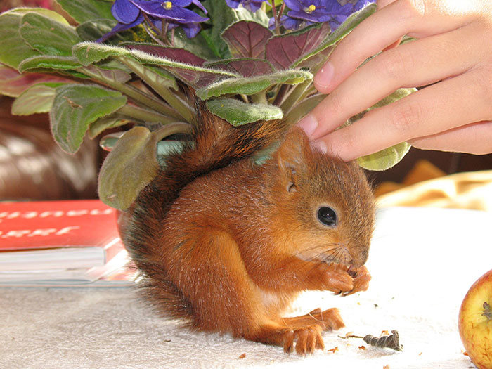 arttu, squirrel pet