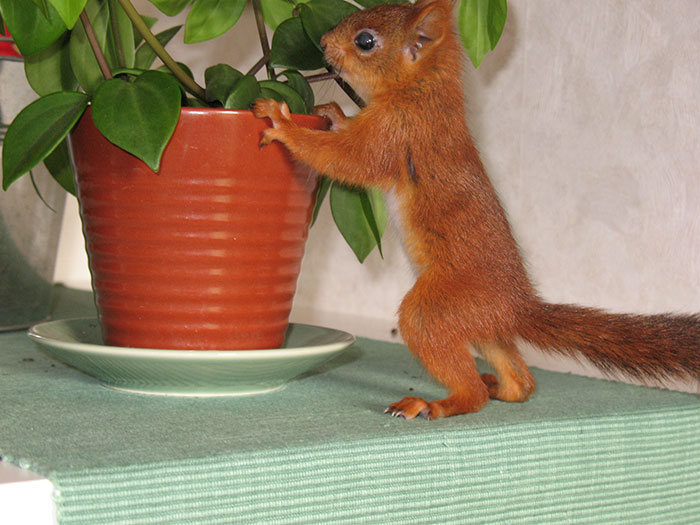 arttu, squirrel pet