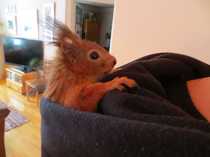 arttu, squirrel pet