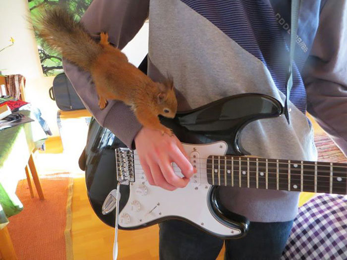 arttu, squirrel pet